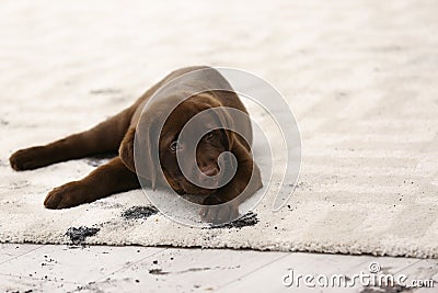 Cute dog leaving muddy paw prints Stock Photo