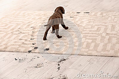 Cute dog leaving muddy paw prints Stock Photo