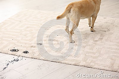 Cute dog leaving muddy paw prints Stock Photo