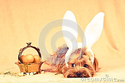 Cute dog like easter bunny Stock Photo