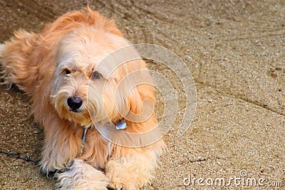 Head a dog and brown eyes Stock Photo