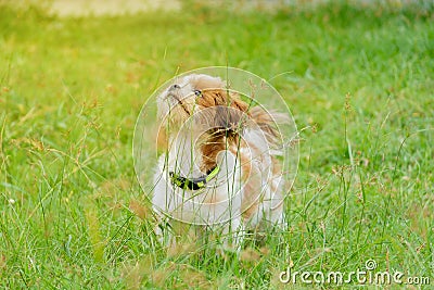 Cute dog looking something. Stock Photo