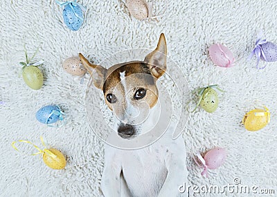 Cute dog lying back on white rug with Easter painted eggs Stock Photo