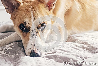 cute dog lying on comfortable bed in morning light in stylish room. golden puppy with adorable look sleeping on blanket in Stock Photo