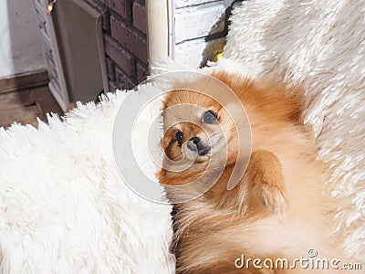 Dog lying on the couch. Pedigreed dog Pomeranian Stock Photo