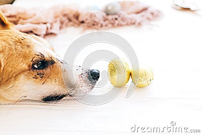 Cute dog lying at stylish easter chocolate eggs in golden foil on white wooden background and looking with cute eyes. Modern Stock Photo