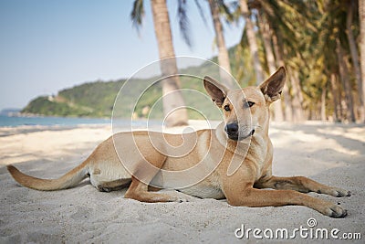 Cute dog lying under palm trees on idyllic sand beach Stock Photo
