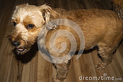 Cute dog mammal portrait beauty animal Stock Photo