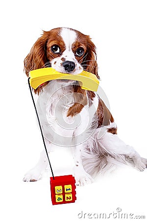 Cute dog photo for animal services. Dog with phone telephone for contact form in pet business or any other concept Stock Photo