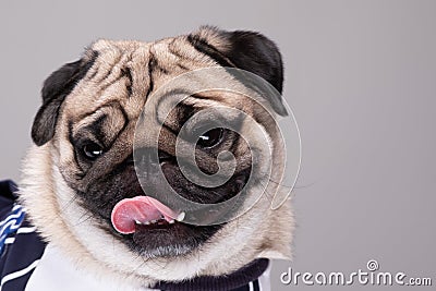 Cute dog pug breed standing and making funny or serious face feeling happiness Stock Photo