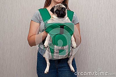 Cute dog pug sitting in the ergo device babycarrier or sling kangaroo carrier. Pet dog like a baby. Happy parenting. Concept Stock Photo