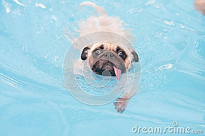 A cute dog Pug swim at a local public pool with tongue Stock Photo