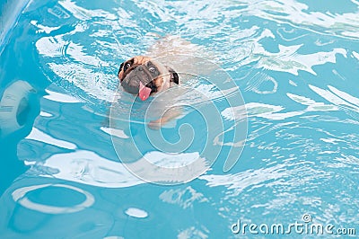 A cute dog Pug swim at a local public pool with tongue Stock Photo