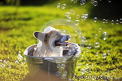Cute funny dog puppy Corgi washes in a metal bath and cools outside in summer on a Sunny hot day in shiny foam bubbles Stock Photo