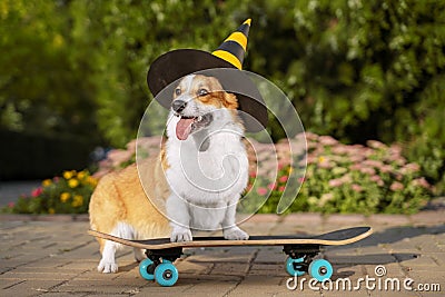 Cute dog puppy redhead pembroke welsh corgi, dressed in a festive halloween black and yellow witch hat, standing a skateboard on Stock Photo