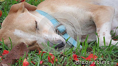 Cute Dog resting and relaxing Stock Photo