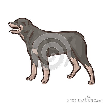 Cute dog Rottweiler breed pedigree vector illustration Vector Illustration