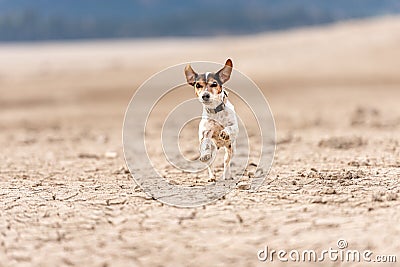 Small cute dog running on dry sandy ground and have fun. Jack Russell Terriers 12 years young Stock Photo