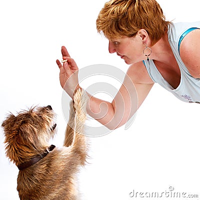 Cute dog sits up eager for a treat Stock Photo