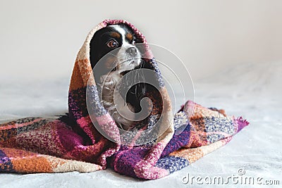 Cute dog sitting under the warm blanket Stock Photo