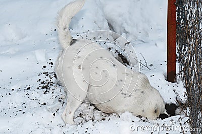 Dog digging a hole in snow Stock Photo