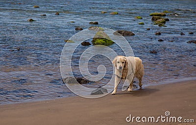 Dog walking alone on the beach Stock Photo