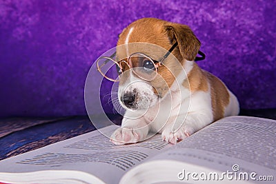 Cute dog tired student reading a book to teach lessons, falls asleep. Stock Photo