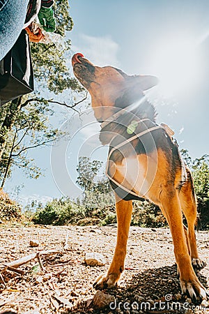 Cute dog about to getting feed during a super sunny day in the forest Stock Photo