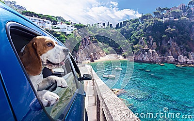 Cute dog travels in car to the sea Stock Photo