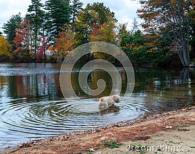 Cute Dog wades in Lake Stock Photo