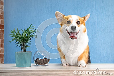 Cute dog of welsh corgi pembroke breed sits on the desk of reception welcomes guests Stock Photo