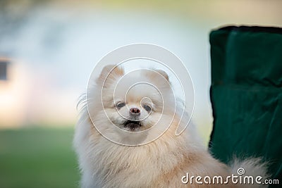 Cute dog white pomeranian smile and happiness Stock Photo