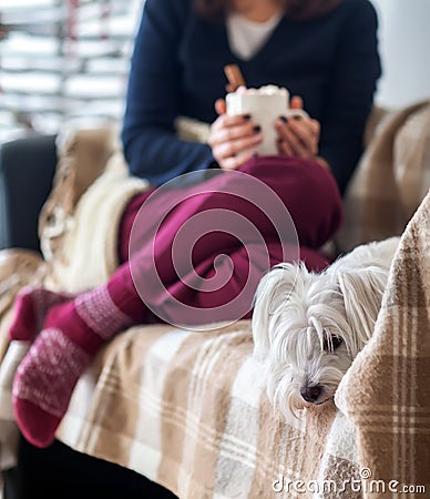 Cute dog and woman in christmas decorated home Stock Photo