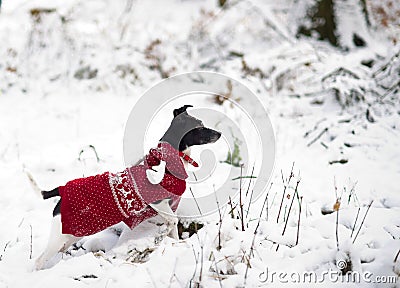 Cute doggie in a suit of a reindeer runs on snowdrifts in the winter park. Stock Photo
