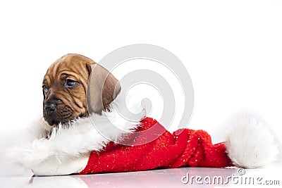 Cute doggy and Christmas decoration Stock Photo