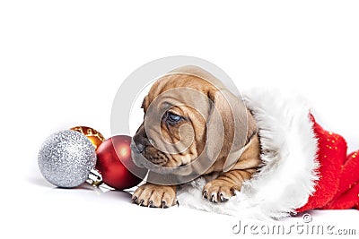 Cute doggy and Christmas decoration Stock Photo