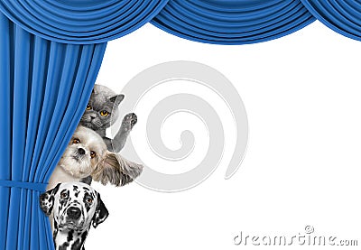 Cute dogs and cat hiding behind the curtain Stock Photo