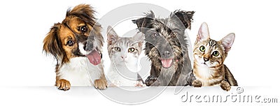 Dogs and Cats Paws Over Website Banner Stock Photo