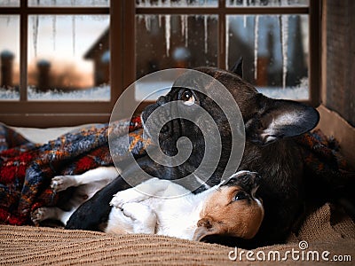 Cute dogs enjoy the warmth under the blanket. Winter evening, snow-covered window Stock Photo