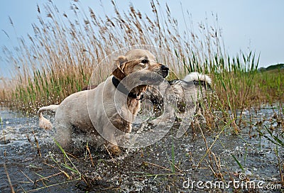 Cute dogs having fun Stock Photo