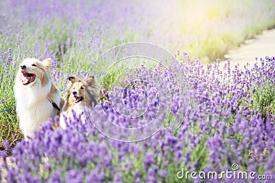 Cute dogs in the Lavender field Stock Photo