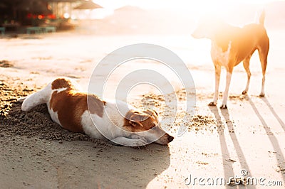 Cute dogs relaxing on the sandy beach during sunset. Dogs on the sandy beach. Stray dogs in Asia Stock Photo