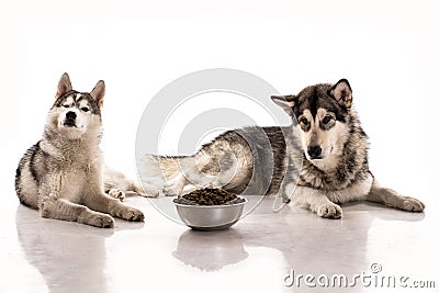 Cute dogs and their favorite food on a white background Stock Photo