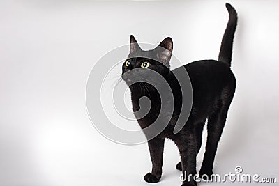 Domestic black kitty cat looking up profile wide eyed on solid background Stock Photo