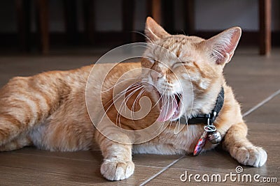 Cute domestic cat lying on grounds. Thai orange and white cat Stock Photo