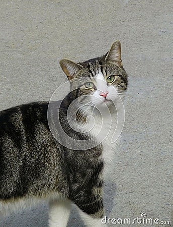 Cute domestic cat Stock Photo