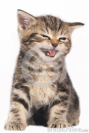 Cute domestic kitten Stock Photo