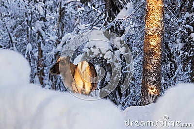 A cute domestic reindeer in a wintery environment during a cold sunset Stock Photo