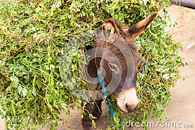 Cute donkey carrying green peas on himself. Stock Photo