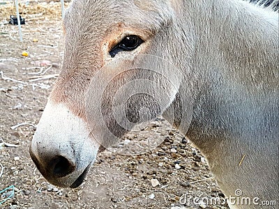 Cute donkey close up Stock Photo